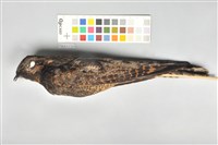 藏品(普通夜鷹)的圖片